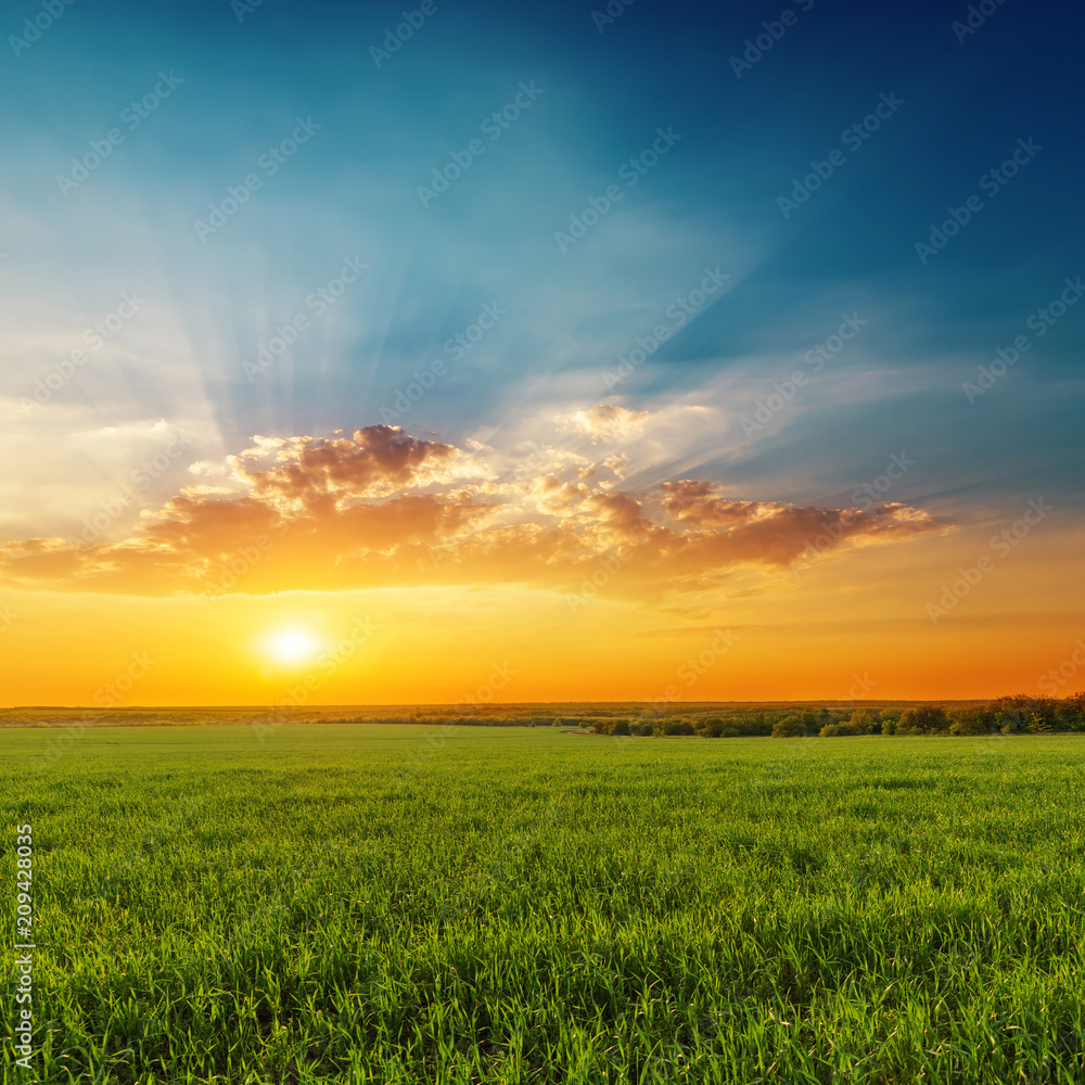 Fototapeta premium dramatic orange sunset with clouds over green grass agriculture field