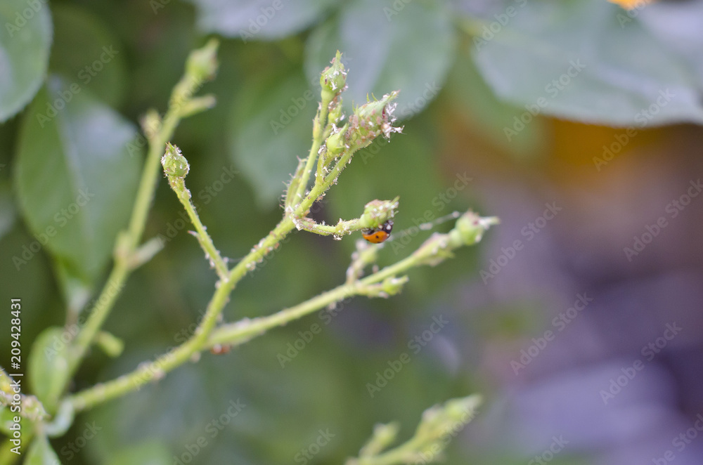 A small ladybud on the end of the rose bud branch with its little larvae. 
