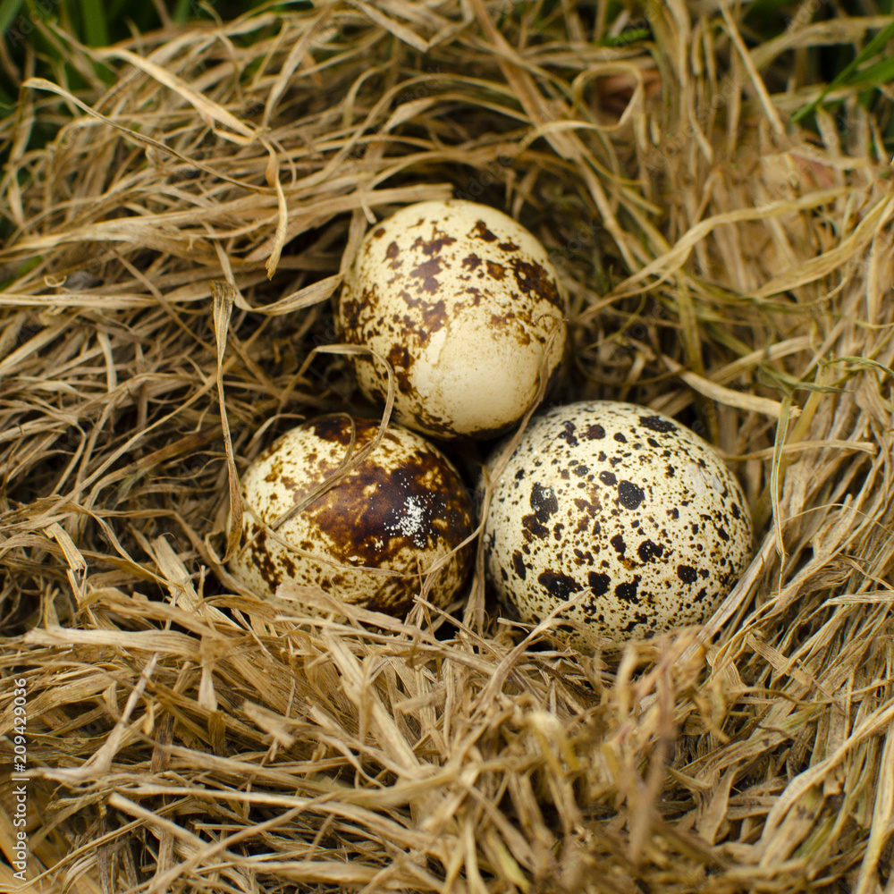quail eggs in the nest quail eggs in the nest