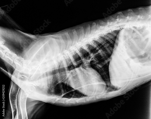 x-ray film of dog lateral view closed up in thorax standard and chest with gastric in stomach- veterinary medicine and Veterinary anatomy Concept -black and white color photo