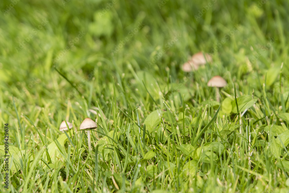A small mushroom growing in the lawn. A small mushroom growing in the lawn.