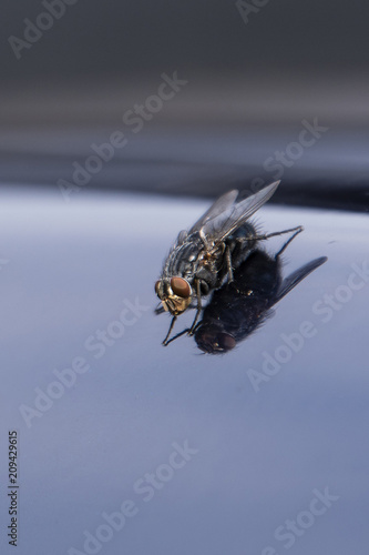 A fly on the gleaming hood of the car in detail.