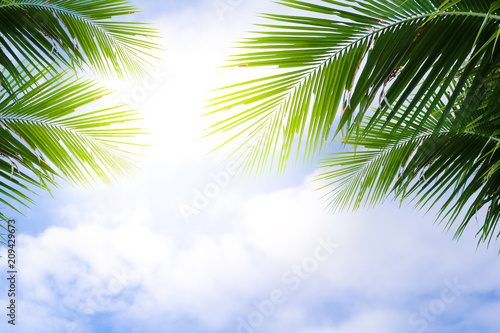 Coconut Palm tree with blue sky, retro and vintage tone. © kunya