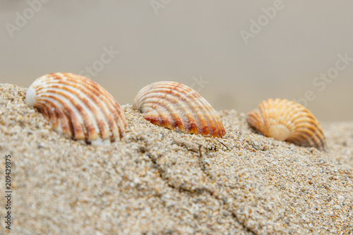 Tres conchas en la arena II
