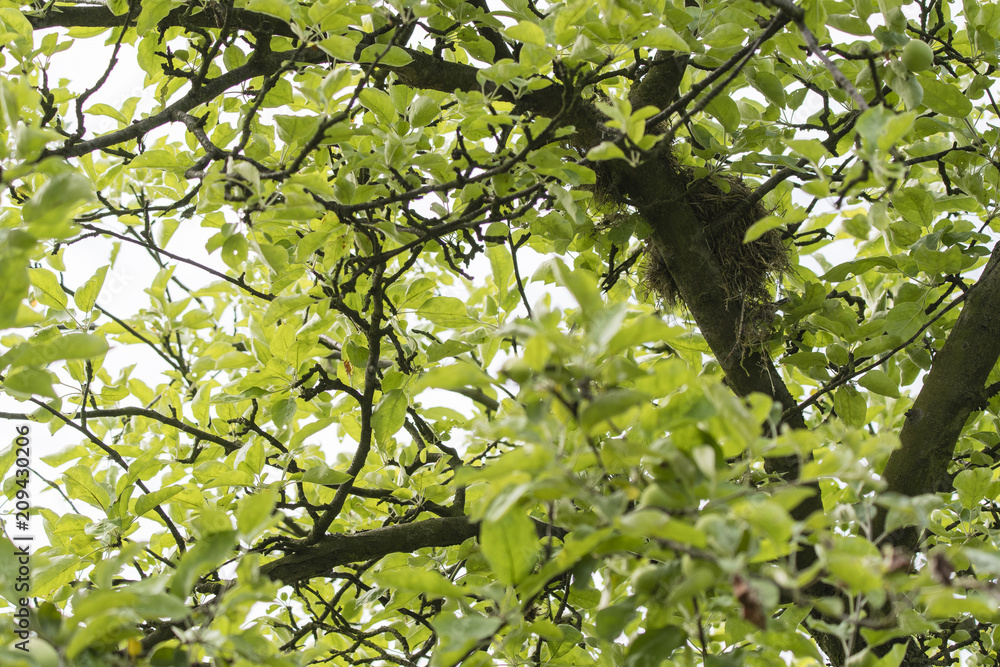 Bird nest at the top of the tree crown. Bird nest at the top of the tree crown.