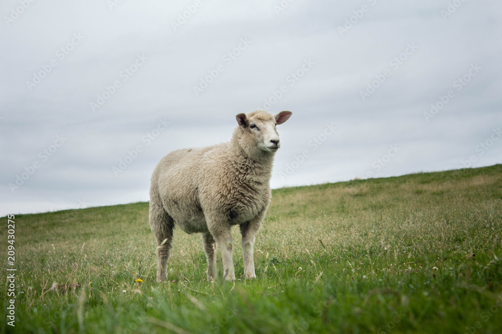 sheep sheep