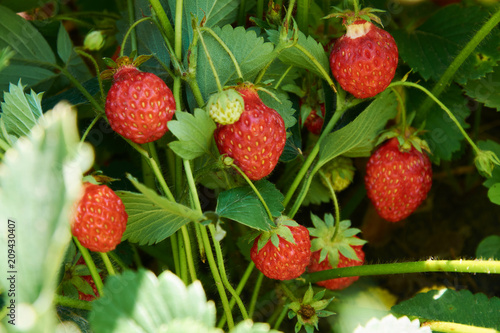 Bush of strawberry with many red berries