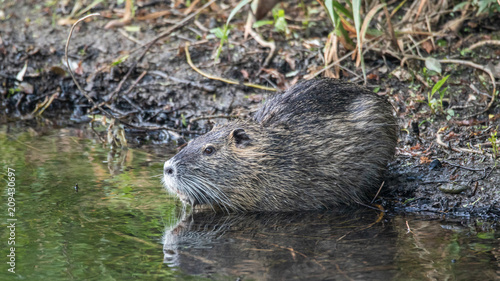 Nutria