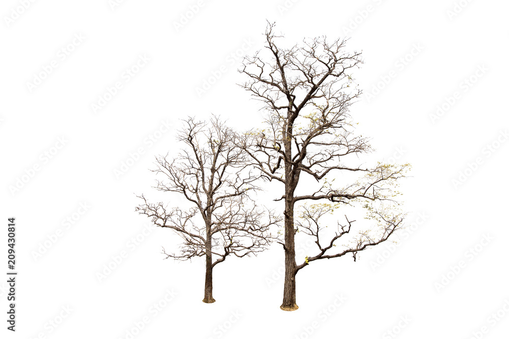 Obraz premium Dead tree isolated on white background Suitable for use.