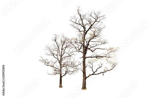 Dead tree isolated on white background Suitable for use.