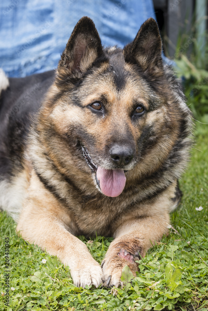 Resting old dog, a wolf with a sick pack and tongue. Resting old dog, a wolf with a sick pack and tongue.