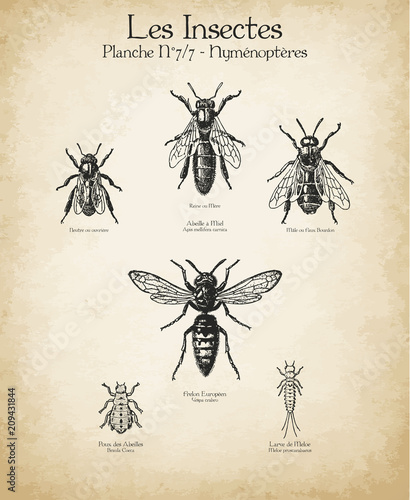 Gravures anciennes insectes N°7/7