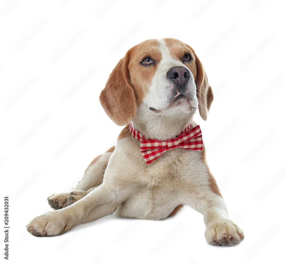Cute Beagle dog with bow tie on white background