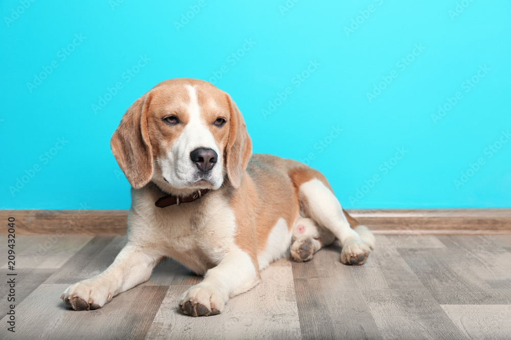 Cute Beagle dog lying on floor against color wall