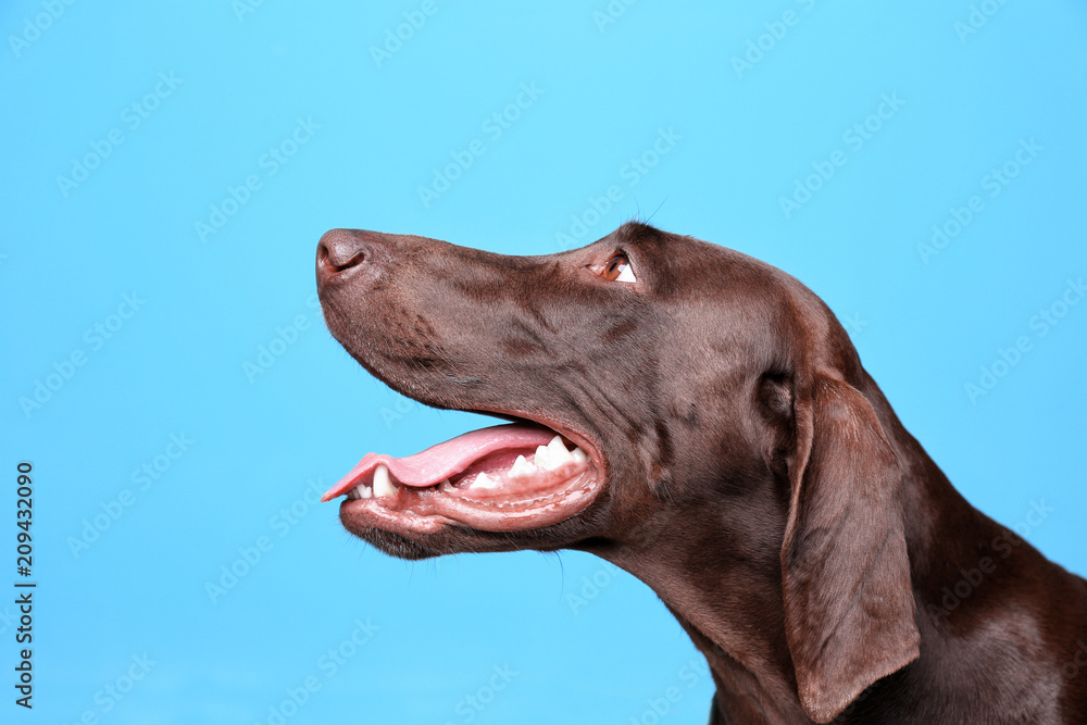 German Shorthaired Pointer dog on color background
