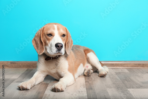 Cute Beagle dog lying on floor against color wall