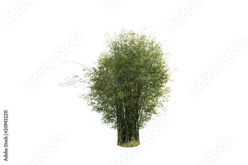  Bamboo Tree isolated on white background.