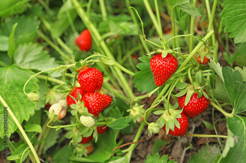 Картината върху платно Strawberry plant with ripening berries growing in field