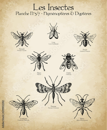 Gravures anciennes insectes N°5/7