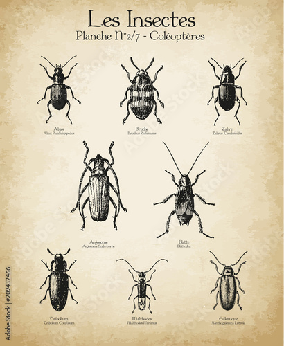 Gravures anciennes insectes N°2/7