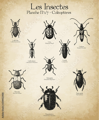 Gravures anciennes insectes N°1/7 photo