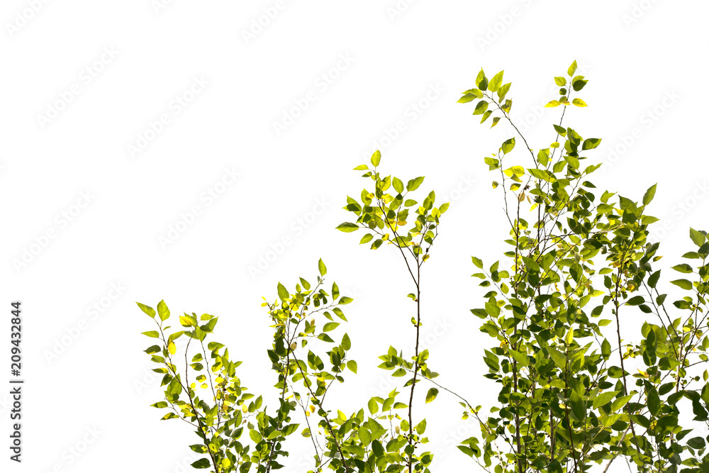 The branches are green leaves isolated on white background. The branches are green leaves isolated on white background.