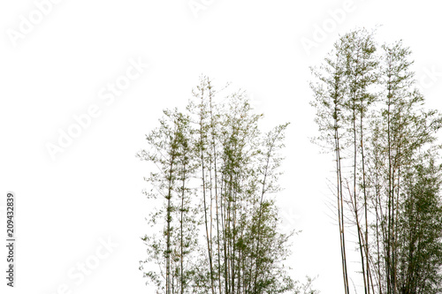  Bamboo Tree isolated on white background.