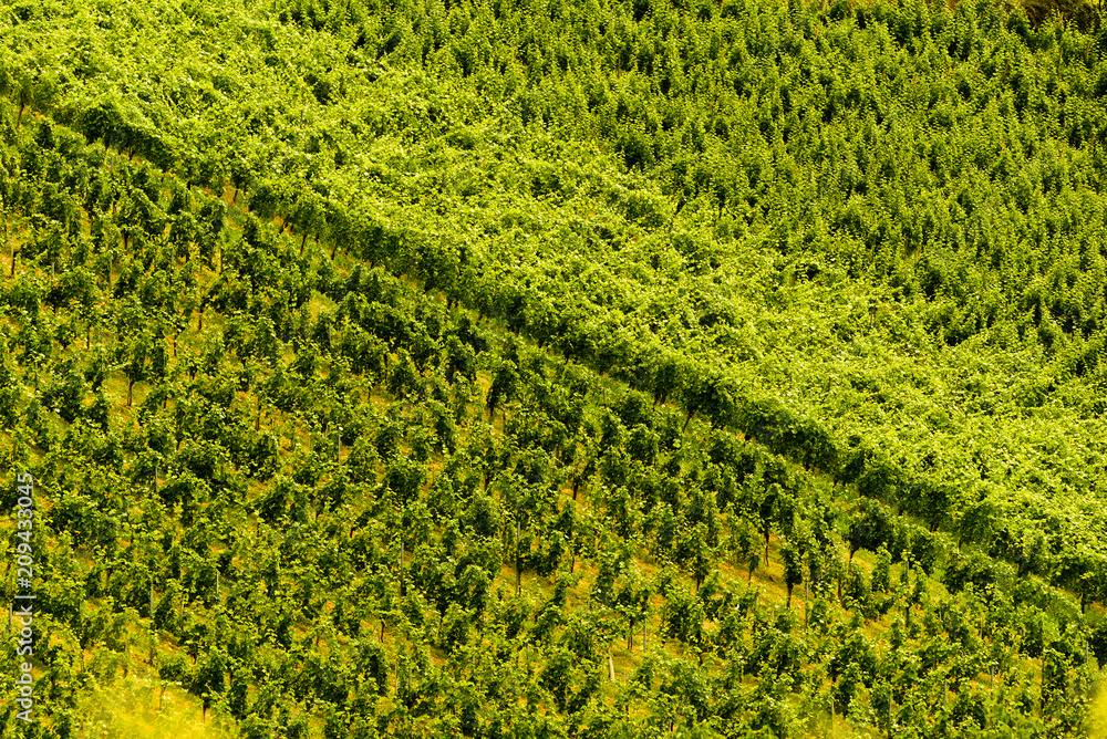 Grapes plantation green rows pattern
