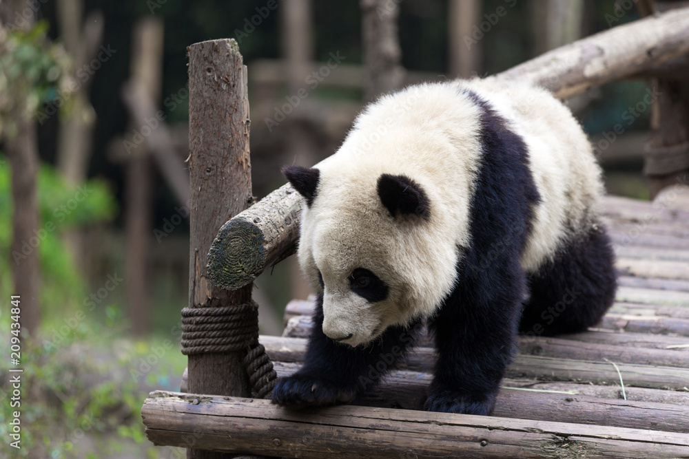 Fototapeta premium panda in chengdu