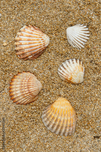 Cinco conchas en la arena