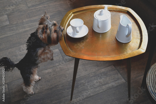 Cute yorkshire terrier near coffee table, at home.