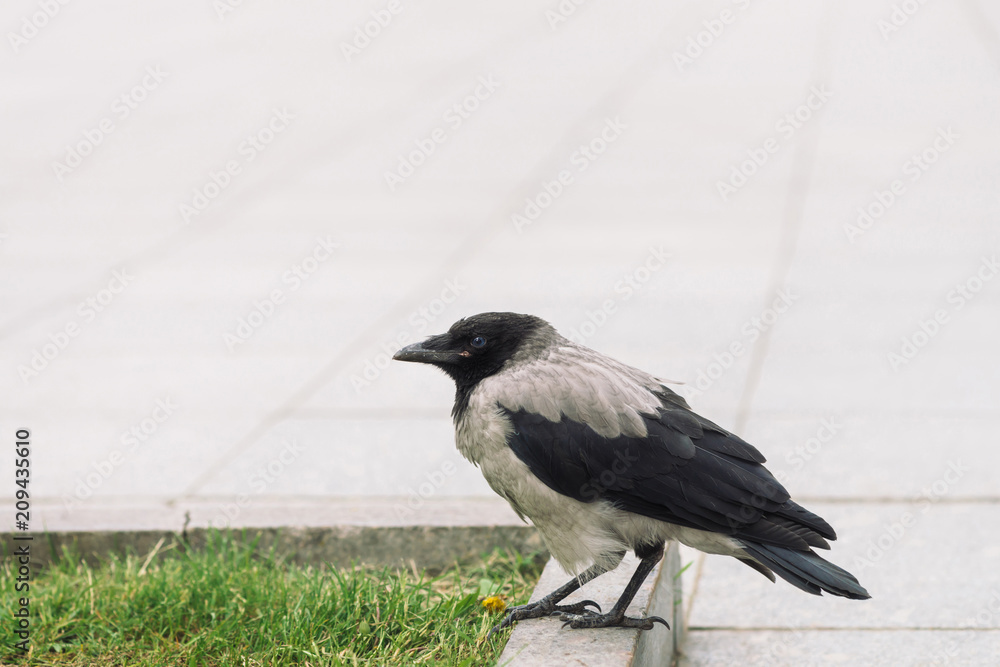 Black crow walks on border near gray sidewalk on background of green grass with copy space. Raven on pavement. Steps of wild bird on asphalt close up. Predatory animal of city fauna. Black crow walks on border near gray sidewalk on background of green grass with copy space. Raven on pavement. Steps of wild bird on asphalt close up. Predatory animal of city fauna.