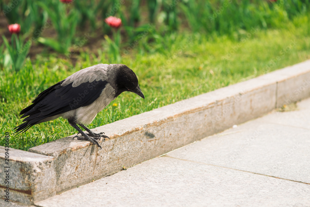 Obraz premium Black crow walks on border near gray sidewalk on background of green grass with pink flowers with copy space. Raven on pavement. Steps of wild bird on asphalt close up. Predatory animal of city fauna.