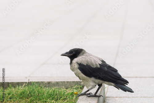 Black crow walks on border near gray sidewalk on background of green grass with copy space. Raven on pavement. Steps of wild bird on asphalt close up. Predatory animal of city fauna.