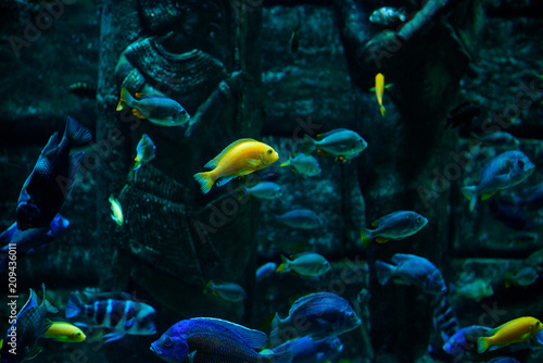 Beautiful Sea World. Sea fish at depth. Underwater world with corals and tropical fish. Underwater scene. Underwater world. Underwater life landscape. 