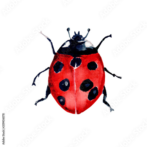 beetle ladybird watercolour © NATALIIA TOSUN