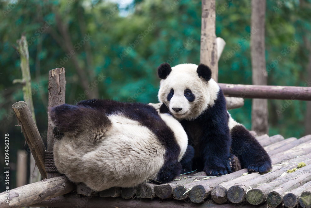Fototapeta premium panda in chengdu