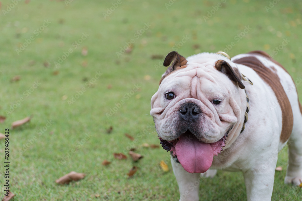 white english bulldog standing on the grass and show tounge at the park, fat dog with copy space for text