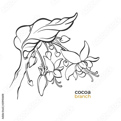 Vector template of cocoa tree branches