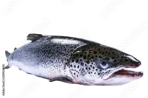Salmon fish isolated on white background. Fresh wild salmon isolated on a white. Fresh whole salmon. Empty space for text. Copy space. Fish Head