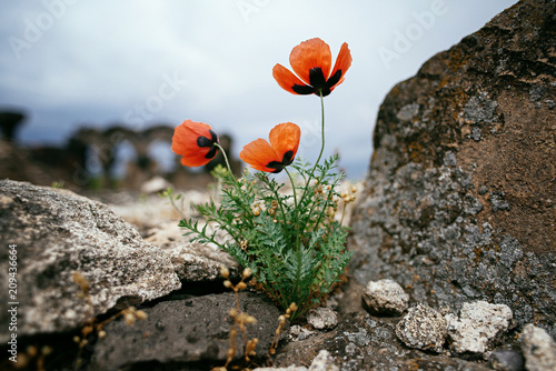 Fototapeta Naklejka Na Ścianę i Meble -  Red poppies growing among the stones on the ruins of Zvartnots Temple. Travelling to Armenia.