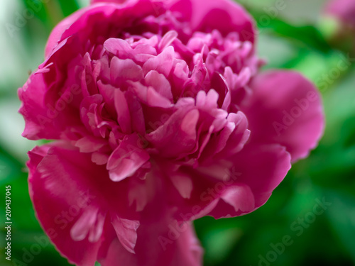 pink peony Bud, close-up, summer background