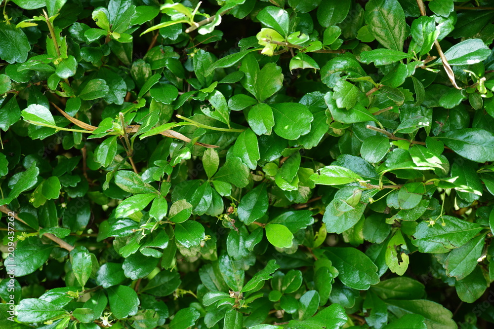 green leaf background green leaf background
