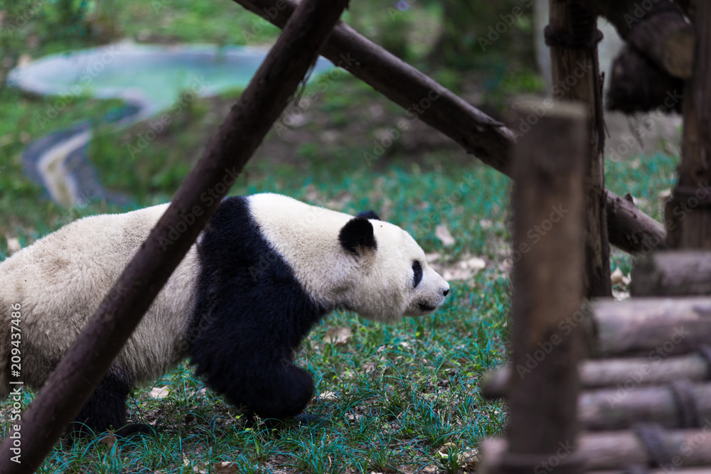 Naklejka premium panda in chengdu