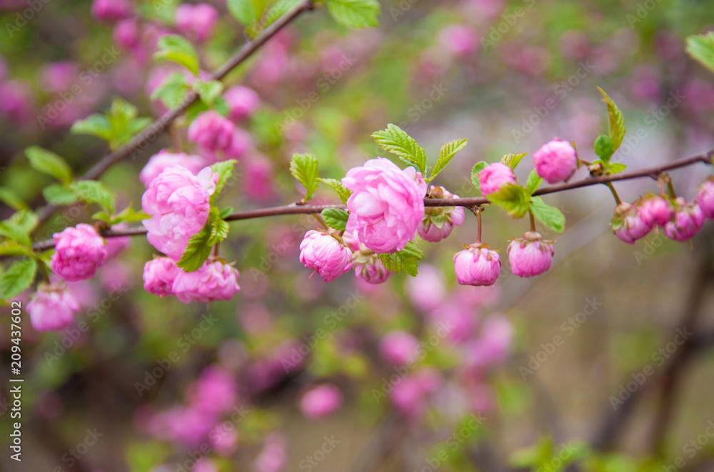 beautiful sakura blooms in the park, in May the cherry blossomed beautiful sakura blooms in the park, in May the cherry blossomed