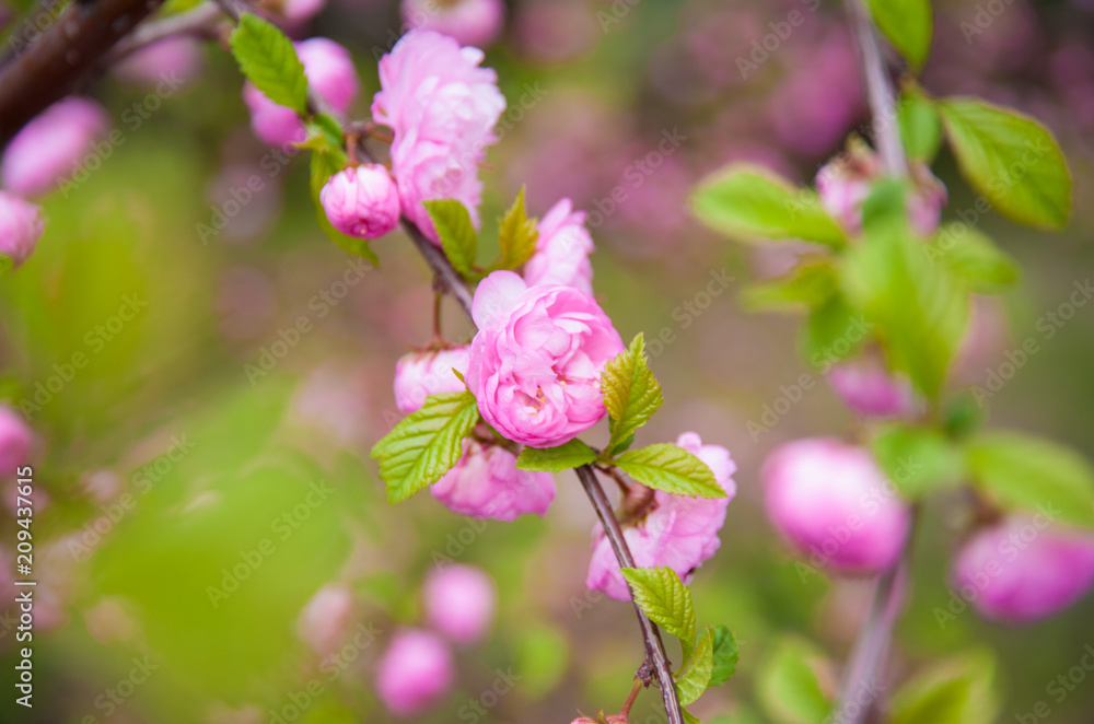Obraz premium beautiful sakura blooms in the park, in May the cherry blossomed