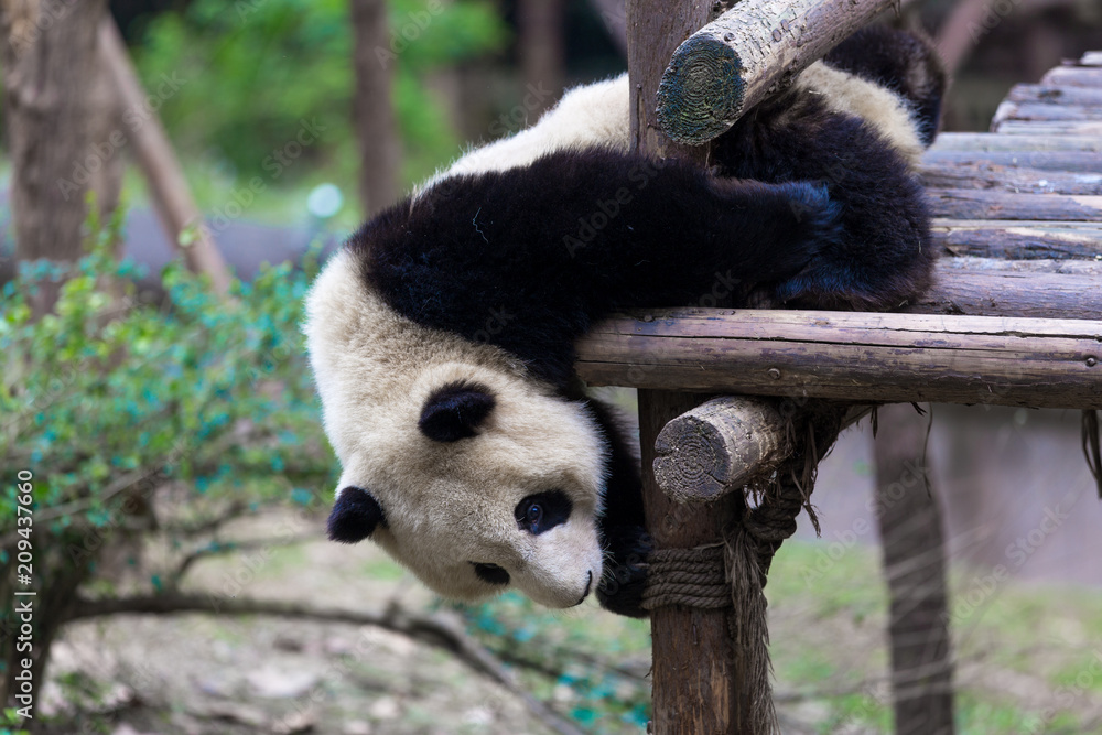 Obraz premium panda in chengdu