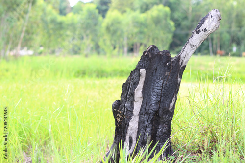 Burnt tree stump on green grass