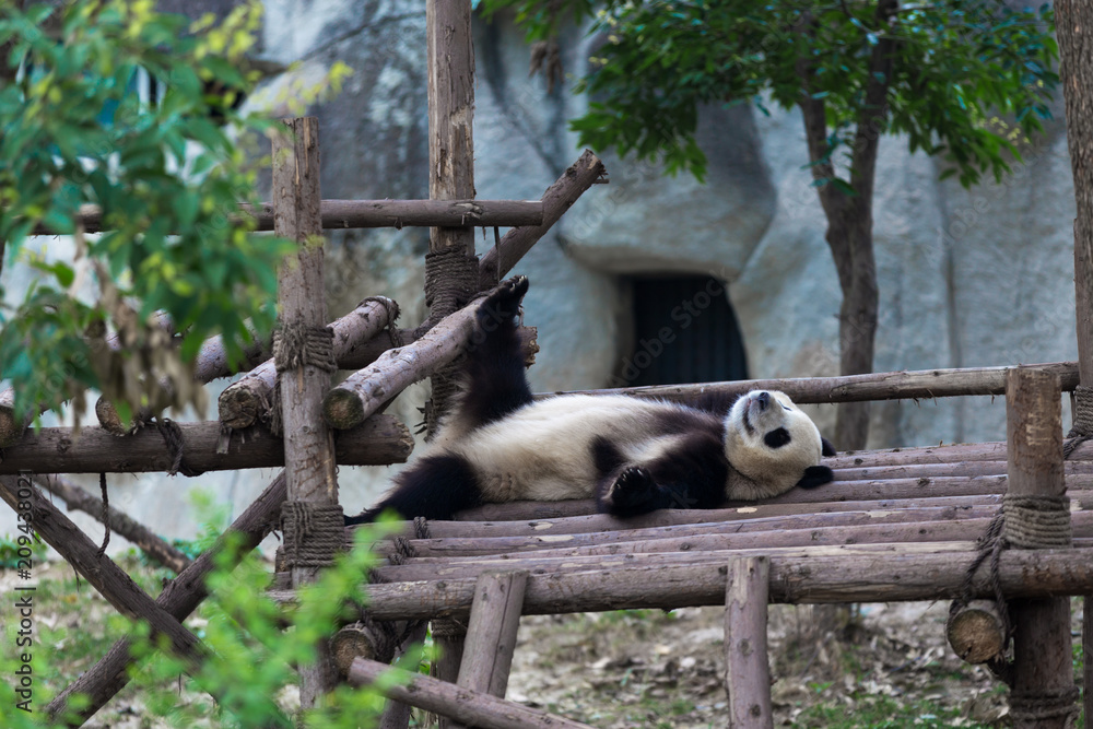 Obraz premium panda in chengdu