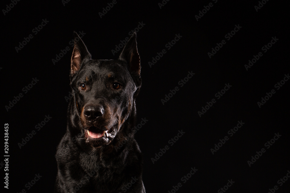 Obraz premium beautiful black male doberman dog on black background